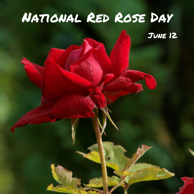 National Red Rose Day is June 12 myorthodontists.info