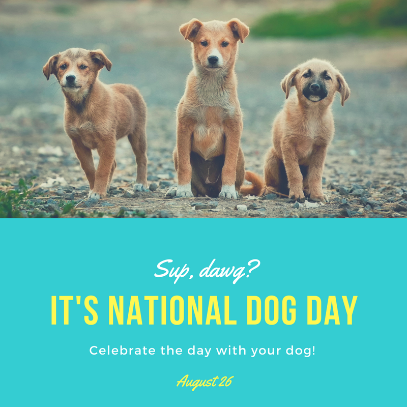 national-dog-day-orthodontic-blog-myorthodontists-info