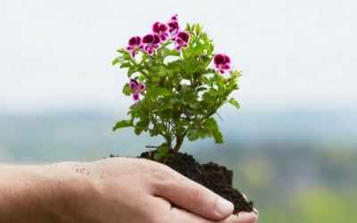 Plant a Flower Day – March 12