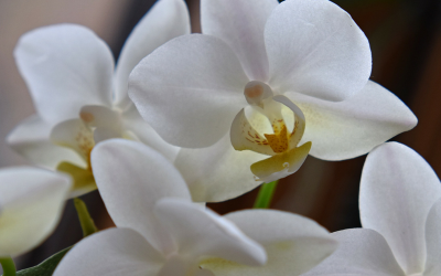 April 16 is Orchid Day