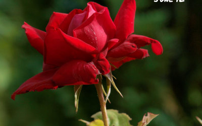 National Red Rose Day is June 12