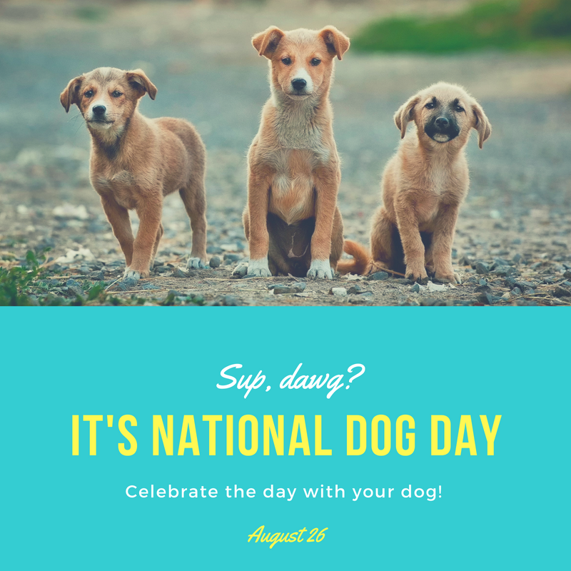 National Dog Day Orthodontic Blog myorthodontists.info