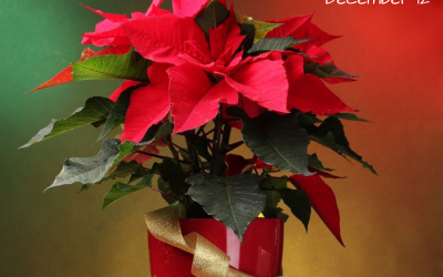 National Poinsettia Day – Dec. 12