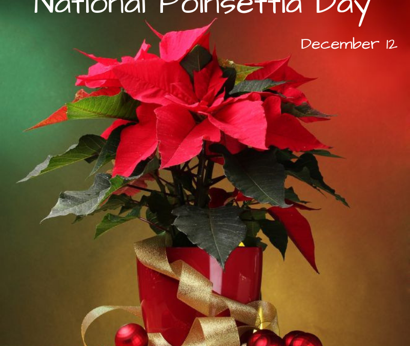 National Poinsettia Day – Dec. 12