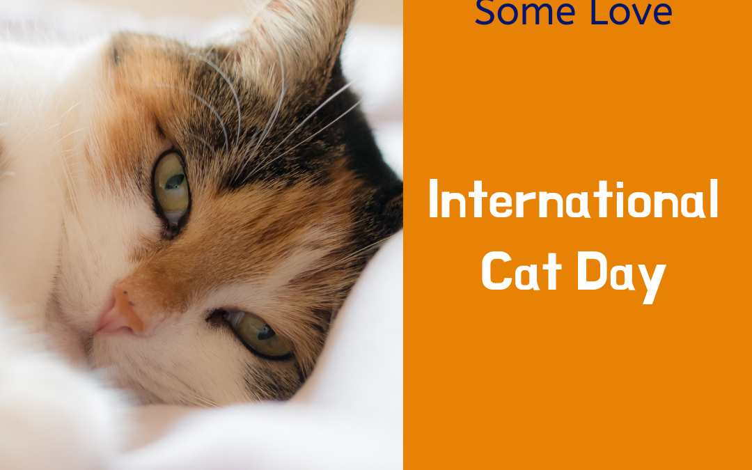 Show Your Cat Some Love!
