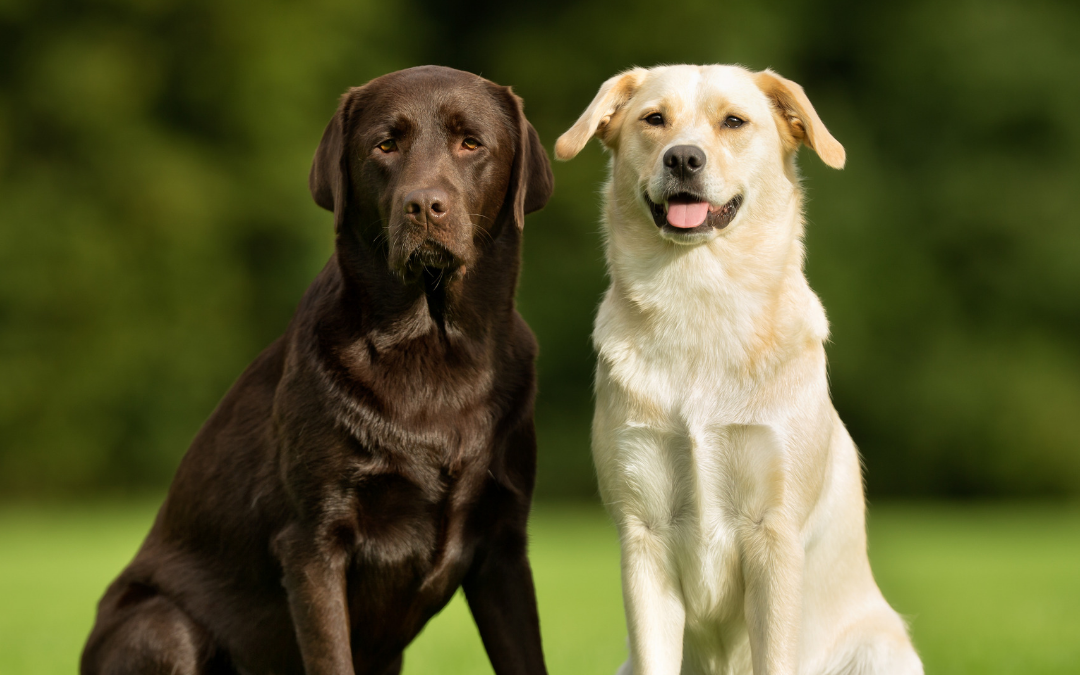 National Dog Day is August 26