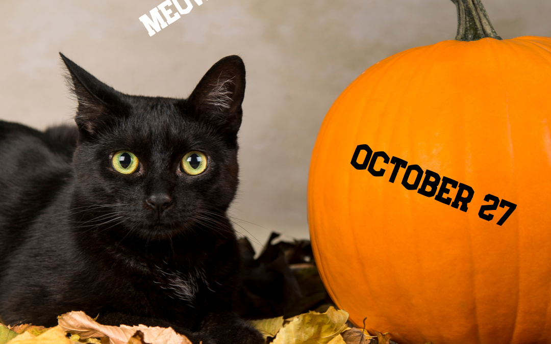 Meow! It’s National Black Cat Day!