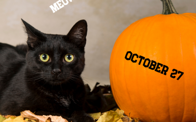 Meow! It’s National Black Cat Day!