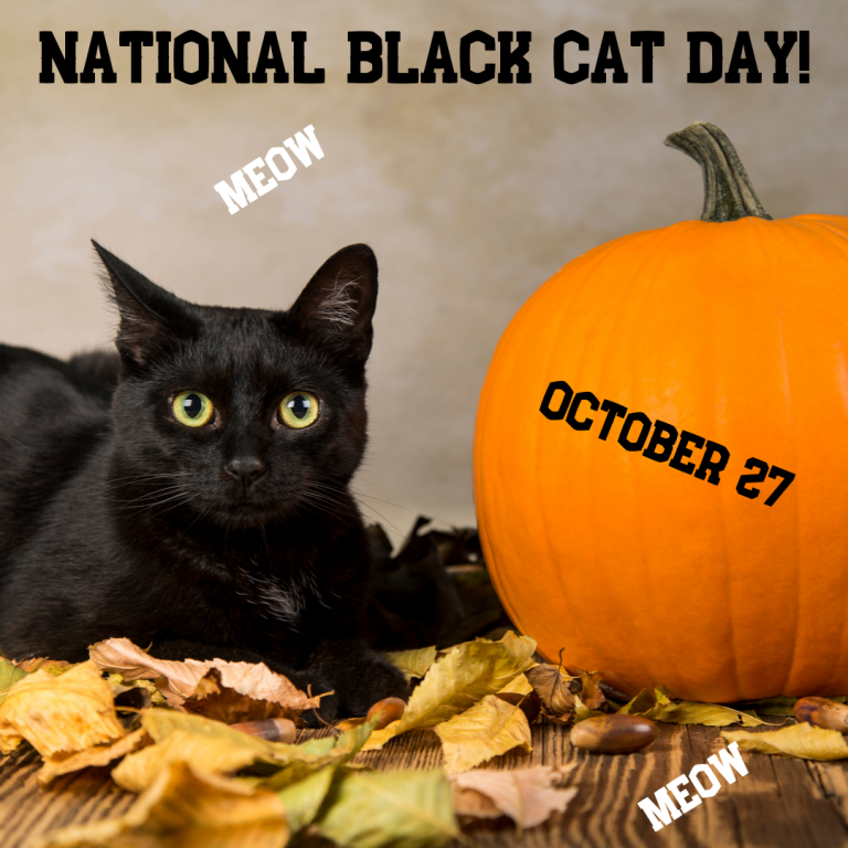 Meow! It's National Black Cat Day! Orthodontic Blog myorthodontists