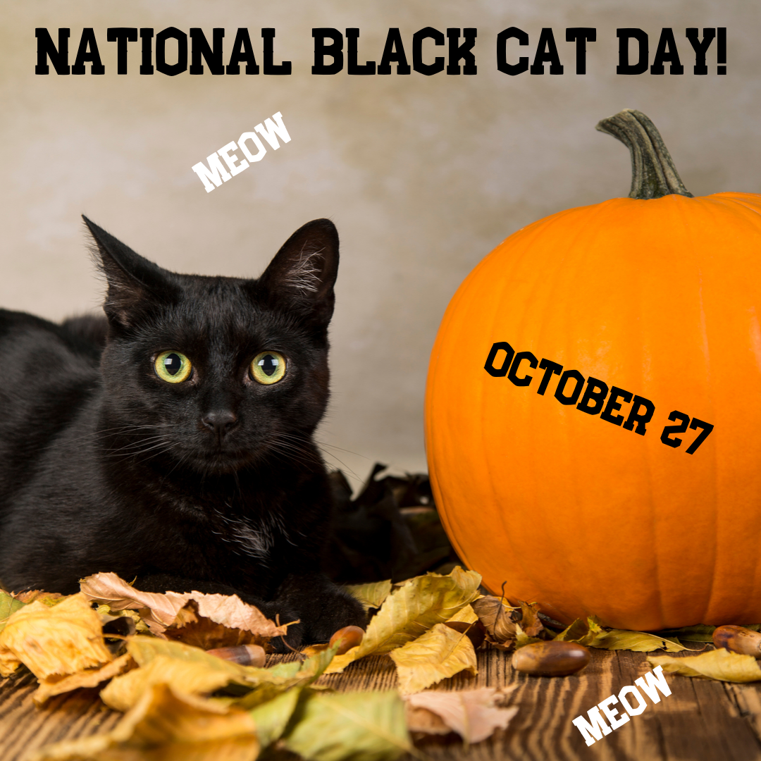 National Black Cat Day 2024 Tybie Desiree