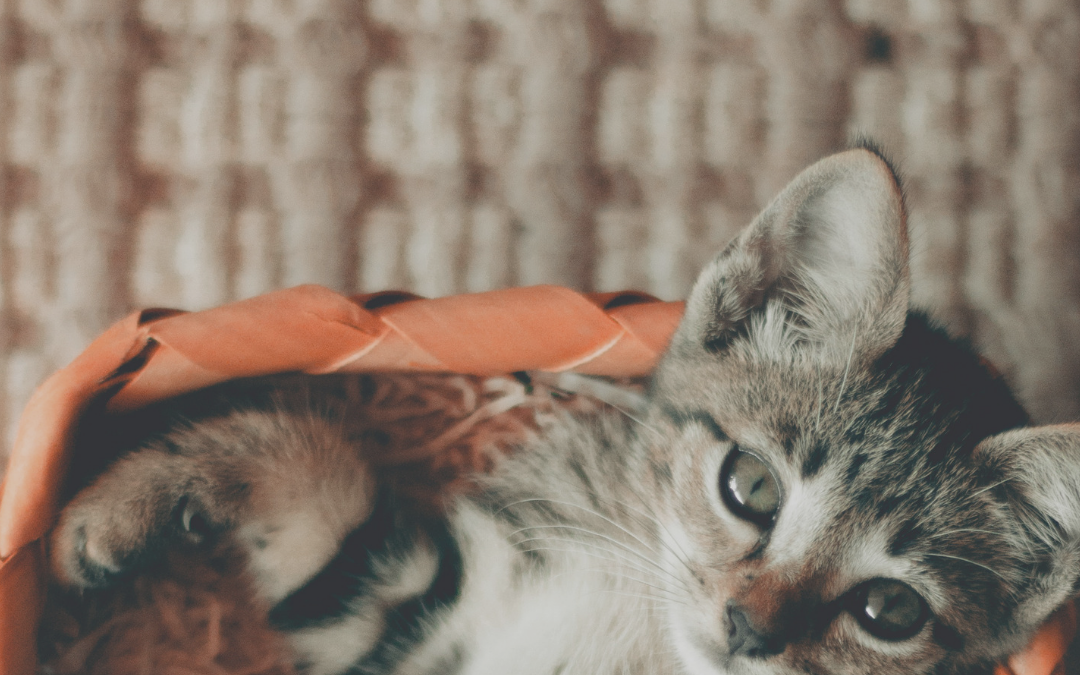 October 29 is National Cat Day!!!