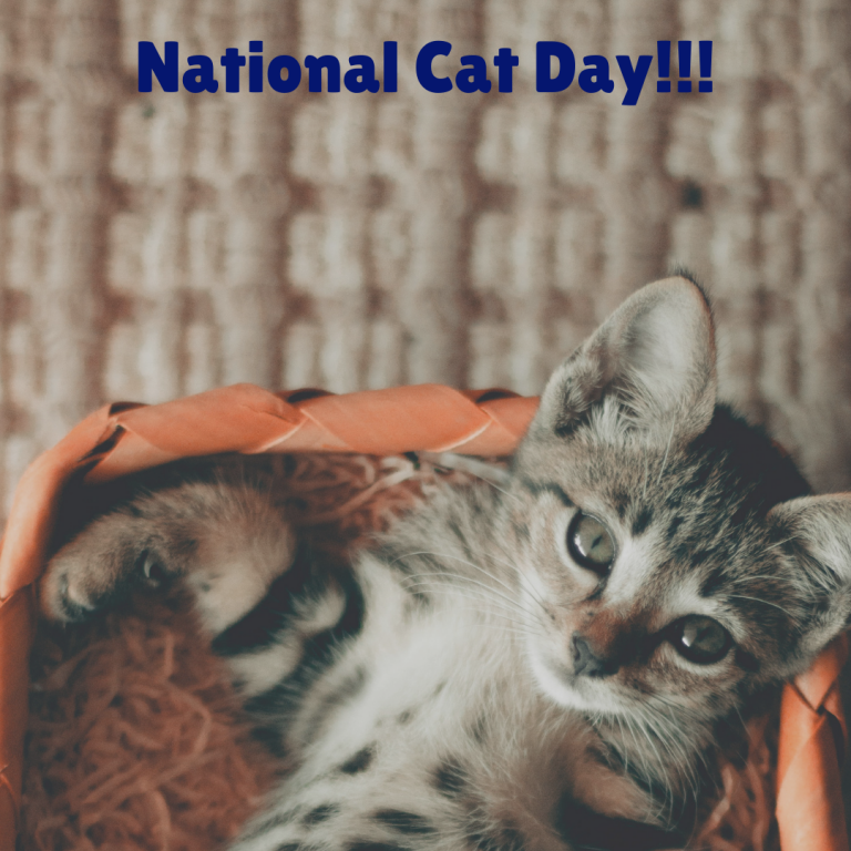 October 29 is National Cat Day!!! Orthodontic Blog myorthodontists.info