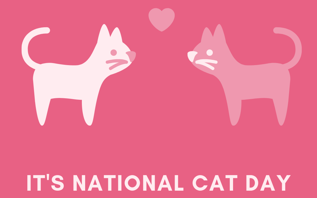 National Cat Day is October 29!
