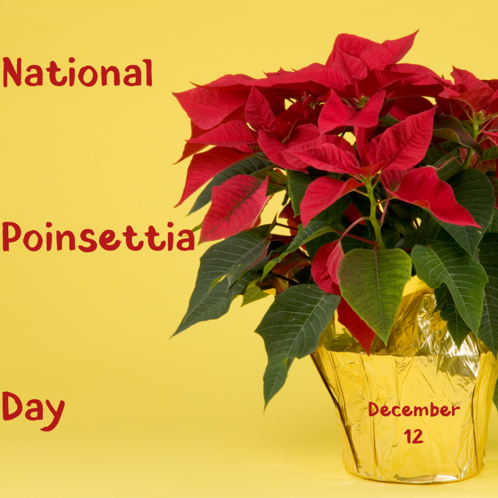 Dec. 12 National Poinsettia Day Orthodontic Blog myorthodontists.info