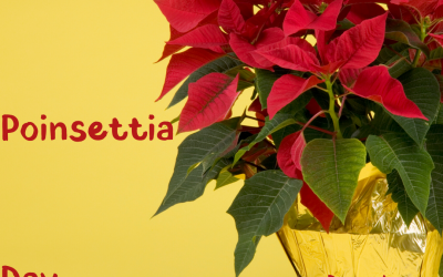Dec. 12 – National Poinsettia Day