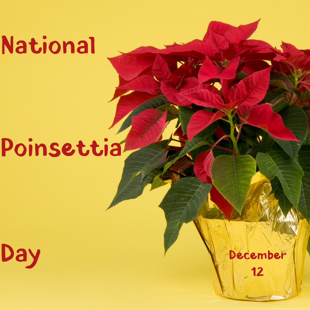 Dec. 12 National Poinsettia Day Orthodontic Blog myorthodontists.info