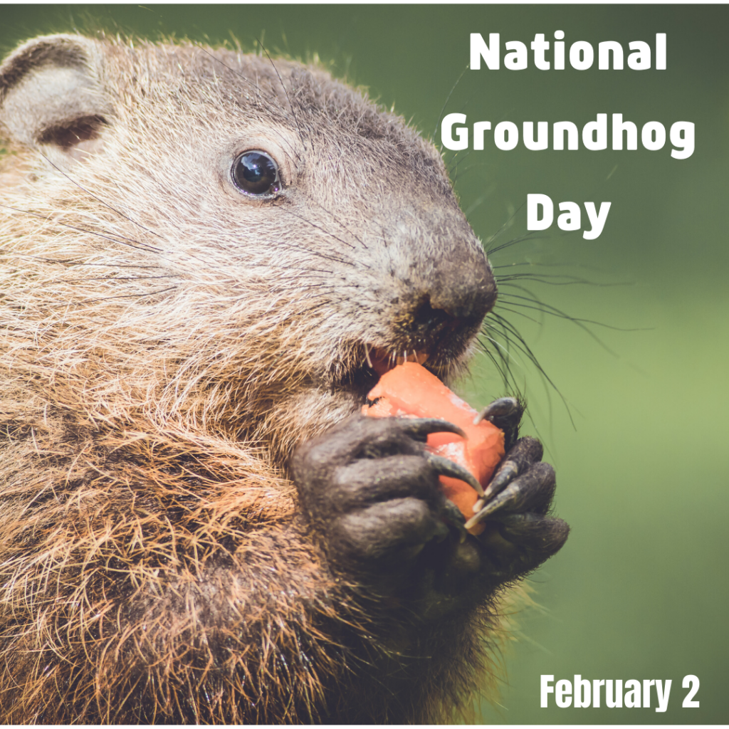 Groundhog Day is Feb. 2 | Orthodontic Blog | myorthodontists.info