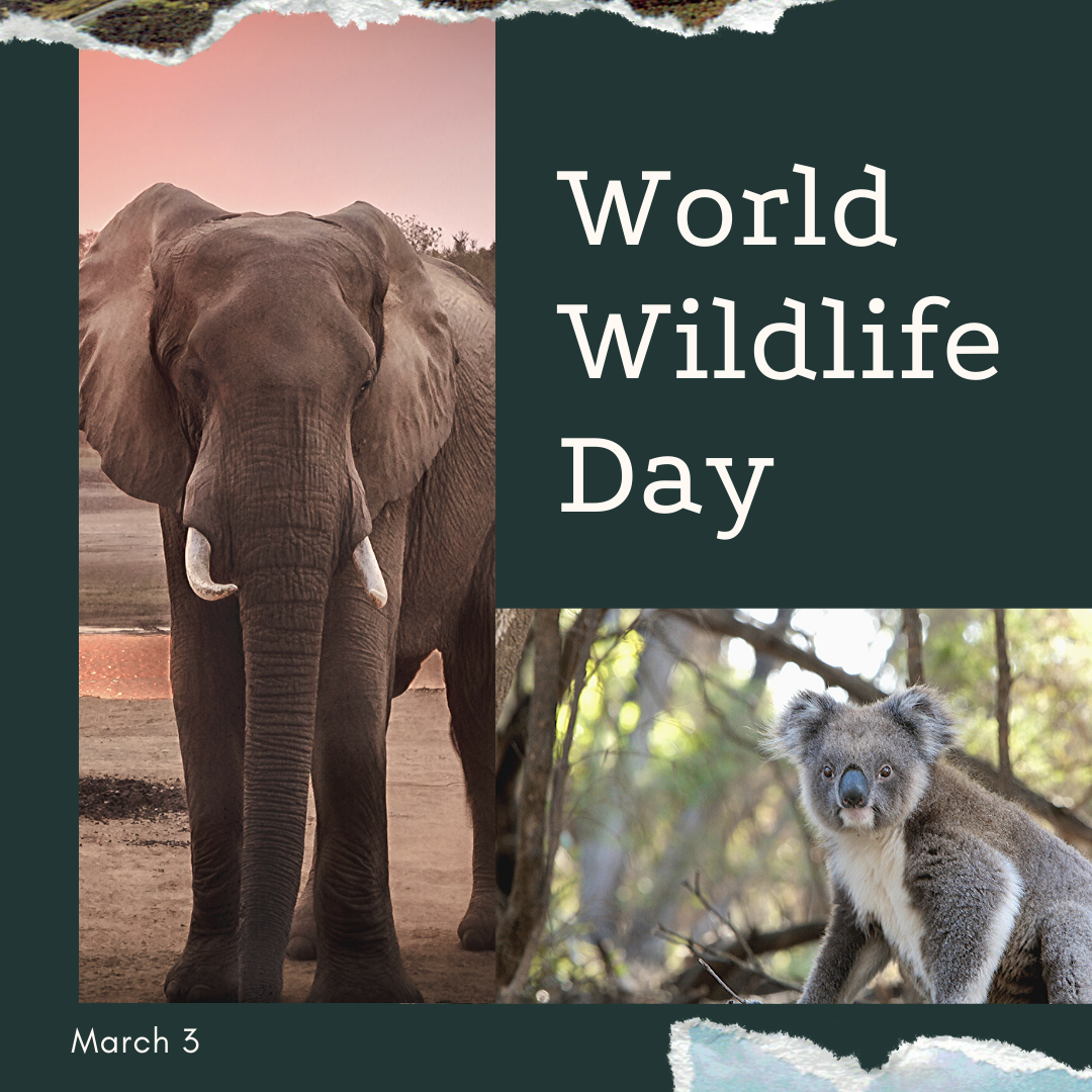 world-wildlife-day-is-march-3-orthodontic-blog-myorthodontists-info