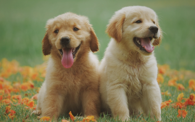 National Puppy Day is on March 23!