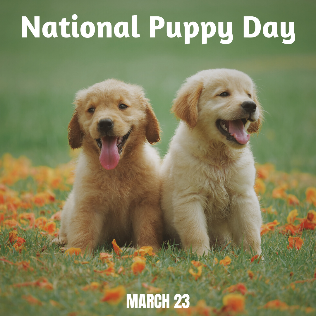 is today national puppy day