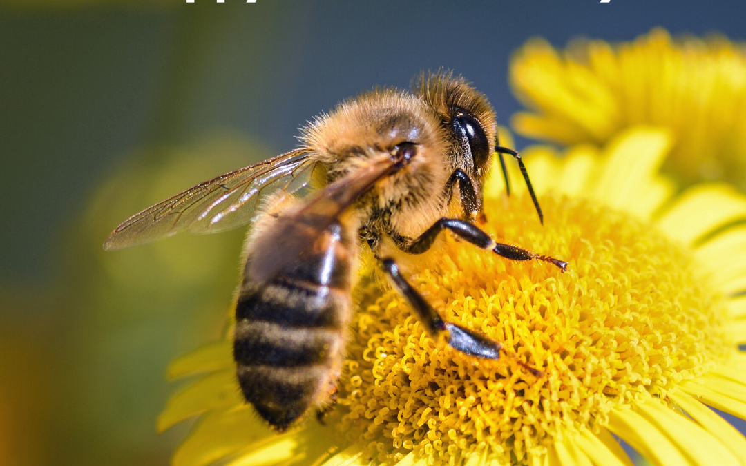 Save the Bees! – May 20