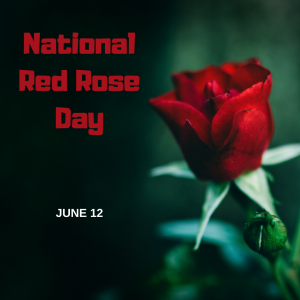 National Red Rose Day (June 12)