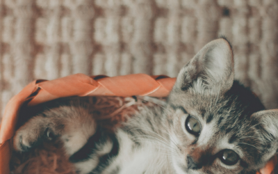 National Kitten Day – July 10