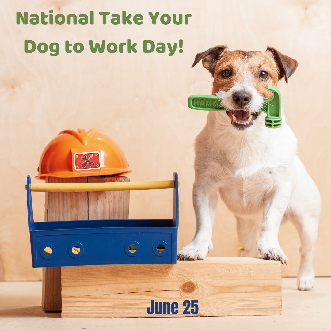 National Take Your Dog to Work Day 2021! myorthodontists.info