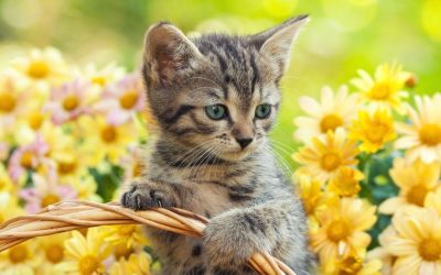 July 10 is National Kitten Day 2021!