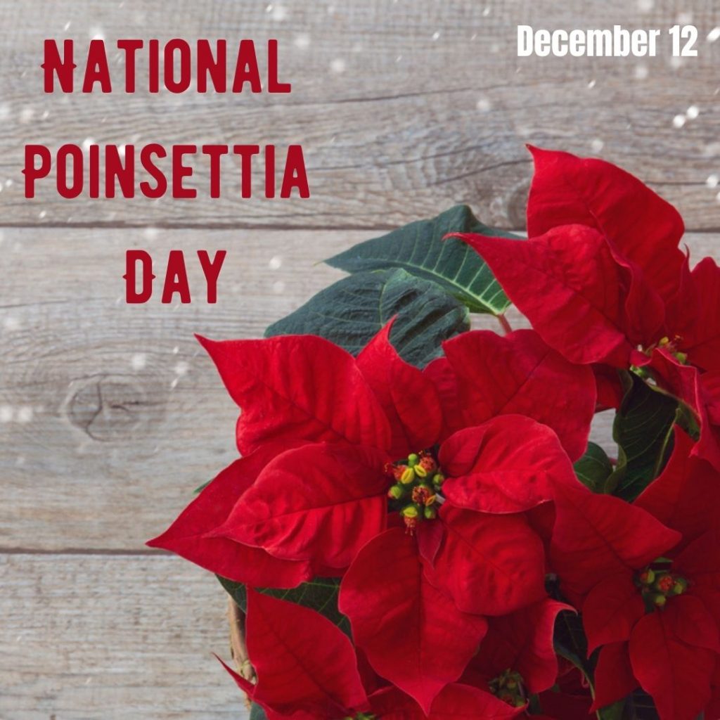 National Poinsettia Day 2021! Orthodontic Blog myorthodontists.info