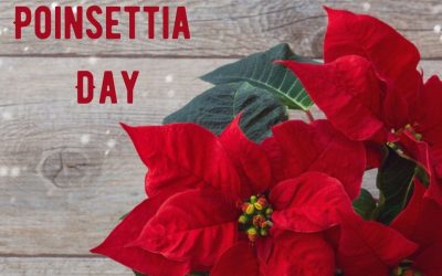 National Poinsettia Day 2021! (Dec. 12)