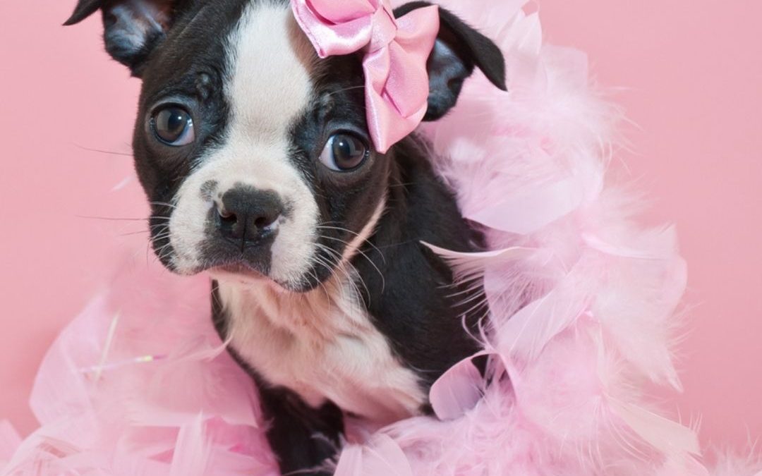 National Dress Up Your Pet Day 2022! (Jan 14)