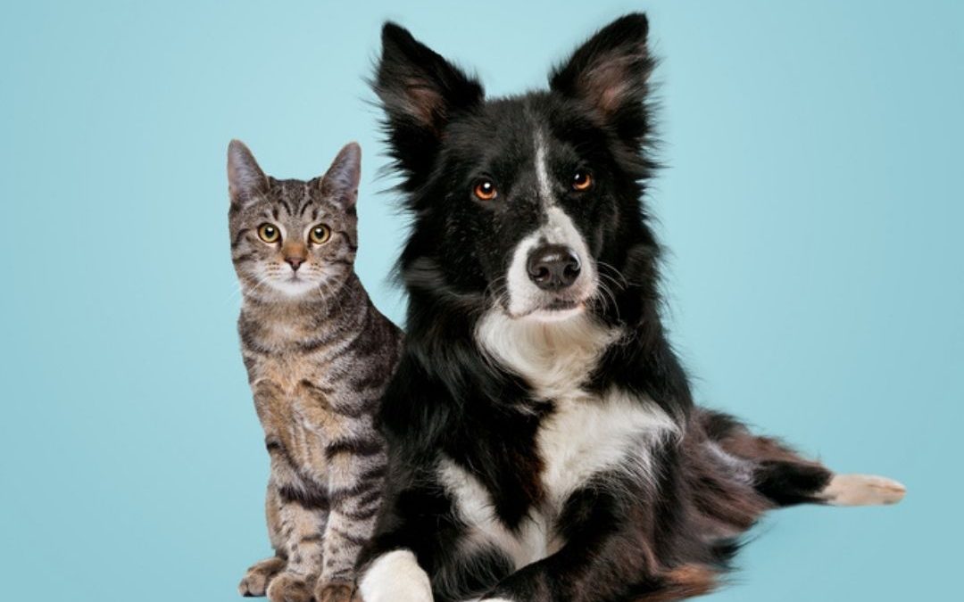 National Pet Day 2022! (April 11)