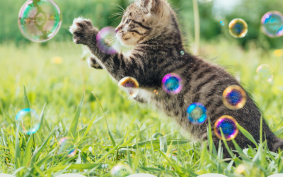 National Kitten Day 2022! (July 10)
