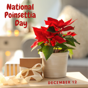 National Poinsettia Day 2022! (Dec. 12)