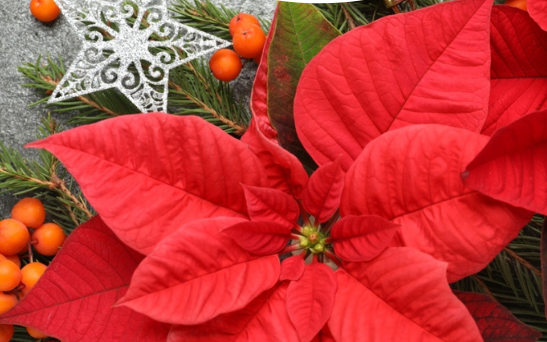 National Poinsettia Day 2023! (Dec. 12)